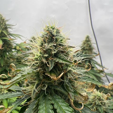 Gorilla Glue Auto growlog timeline photo