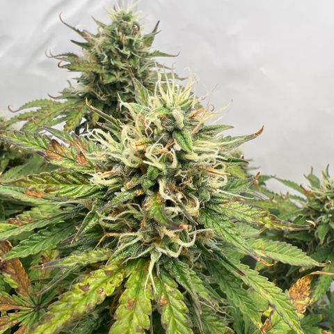 Gorilla Glue Auto growlog timeline photo
