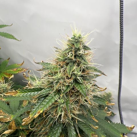 Gorilla Glue Auto growlog timeline photo