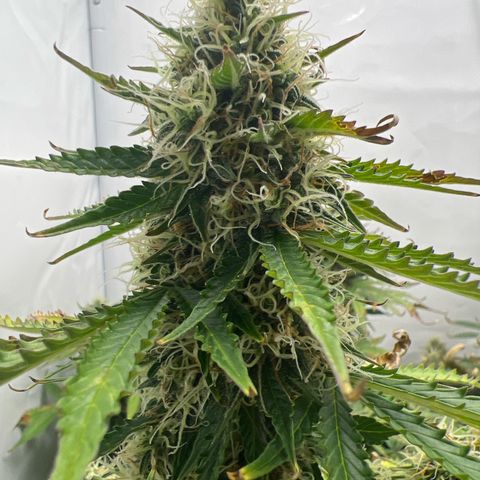 Gorilla Glue Auto growlog timeline photo
