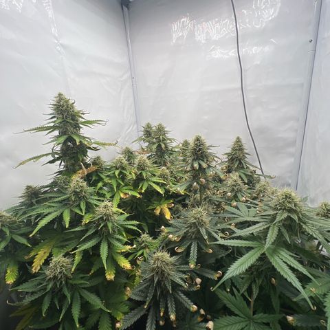 Gorilla Glue Auto growlog timeline photo