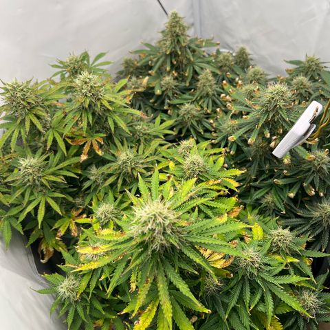 Gorilla Glue Auto growlog timeline photo