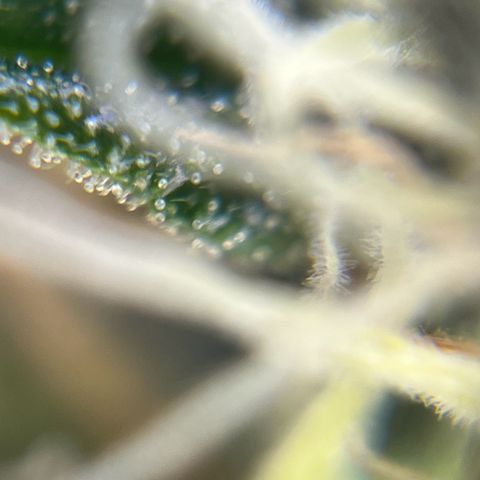 Gorilla Glue Auto growlog timeline photo