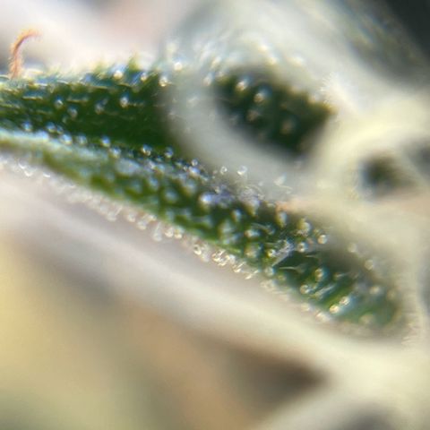 Gorilla Glue Auto growlog timeline photo