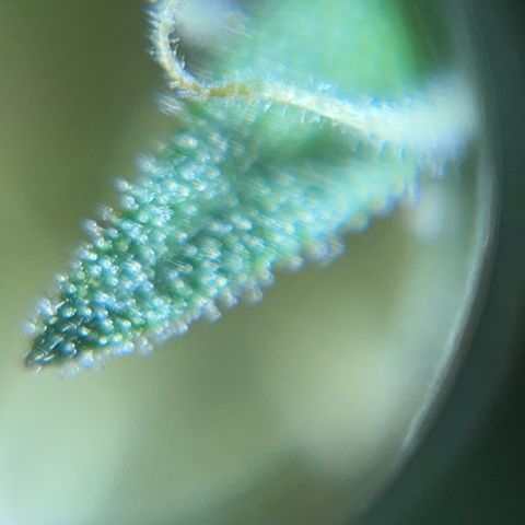 Gorilla Glue Auto growlog timeline photo