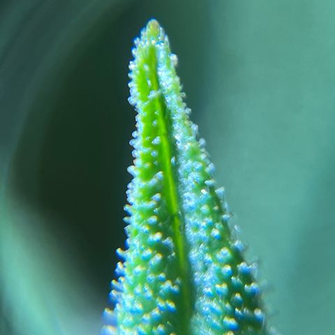 Gorilla Glue Auto growlog timeline photo