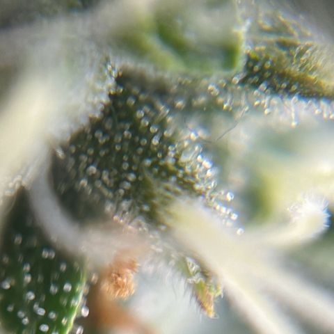 Gorilla Glue Auto growlog timeline photo