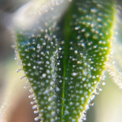 Gorilla Glue Auto growlog timeline photo