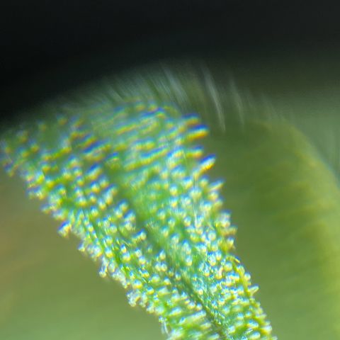 Gorilla Glue Auto growlog timeline photo