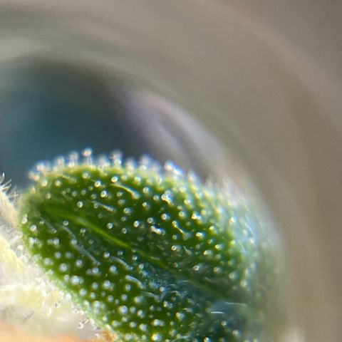 Gorilla Glue Auto growlog timeline photo