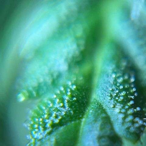 Gorilla Glue Auto growlog timeline photo