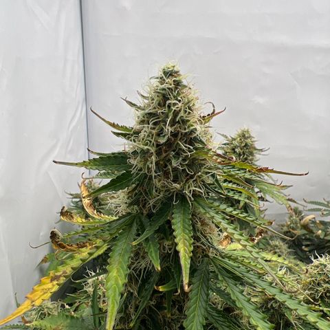 Gorilla Glue Auto growlog timeline photo