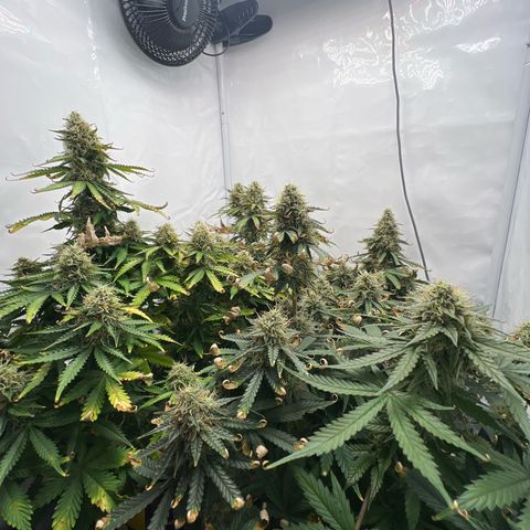 Gorilla Glue Auto growlog timeline photo