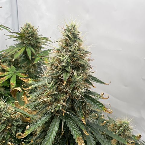 Gorilla Glue Auto growlog timeline photo