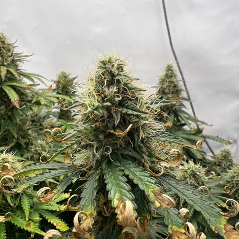 Gorilla Glue Auto growlog timeline photo