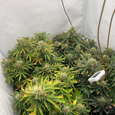 Gorilla Glue Auto growlog timeline photo