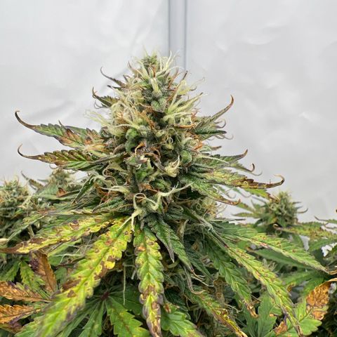 Gorilla Glue Auto growlog timeline photo