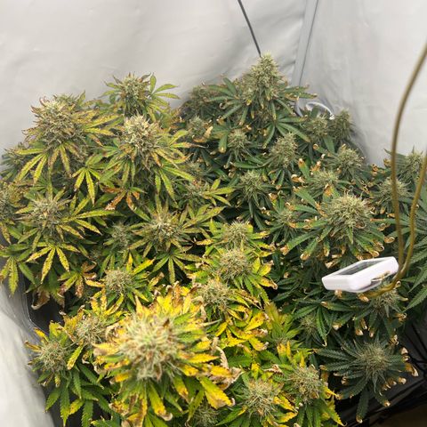 Gorilla Glue Auto growlog timeline photo