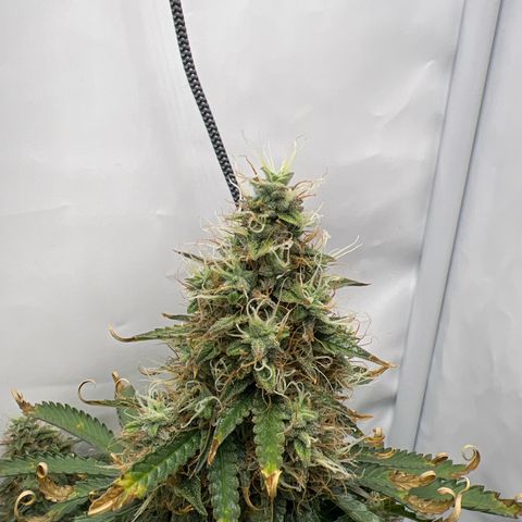 Gorilla Glue Auto growlog timeline photo
