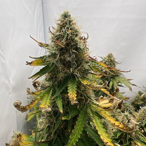 Gorilla Glue Auto growlog timeline photo