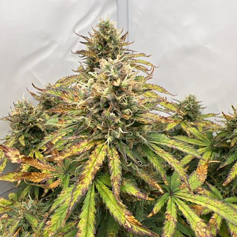 Gorilla Glue Auto growlog timeline photo