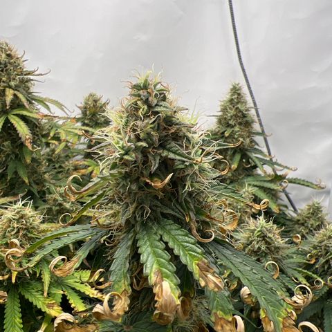 Gorilla Glue Auto growlog timeline photo