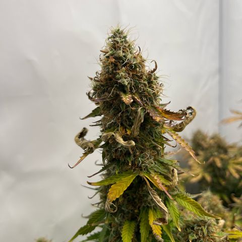Gorilla Glue Auto growlog timeline photo