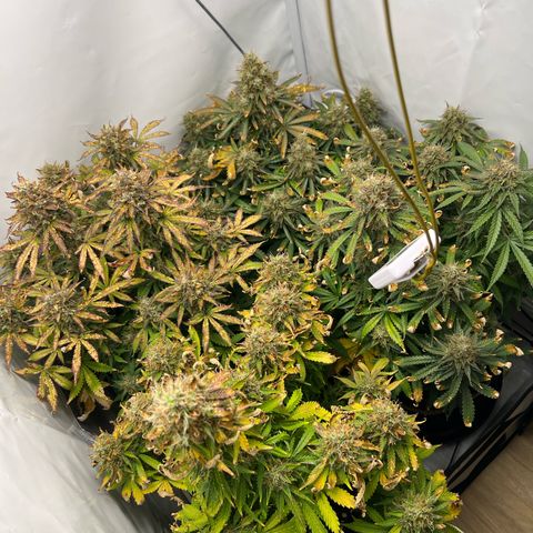 Gorilla Glue Auto growlog timeline photo