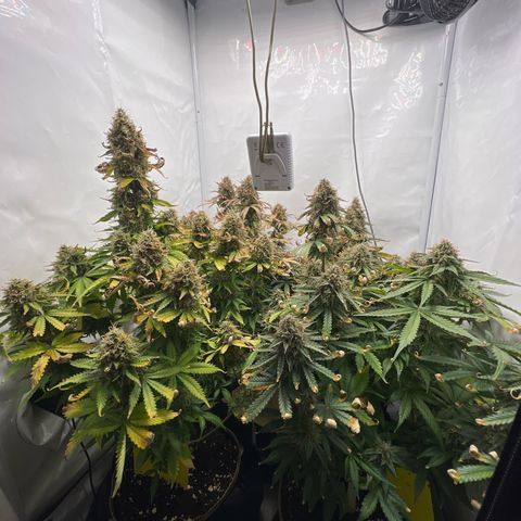 Gorilla Glue Auto growlog timeline photo