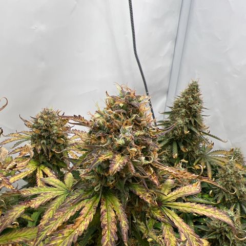 Gorilla Glue Auto growlog timeline photo