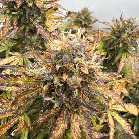 Gorilla Glue Auto growlog timeline photo