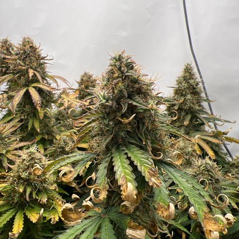 Gorilla Glue Auto growlog timeline photo