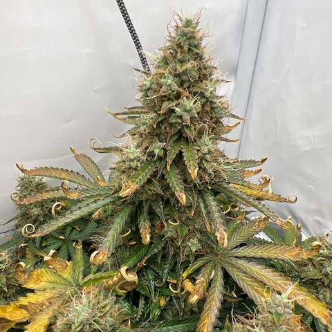 Gorilla Glue Auto growlog timeline photo