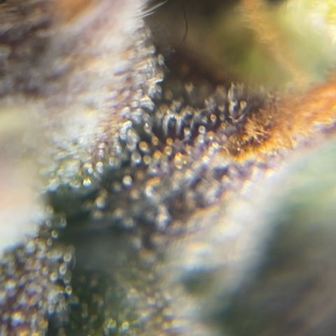 Gorilla Glue Auto growlog timeline photo