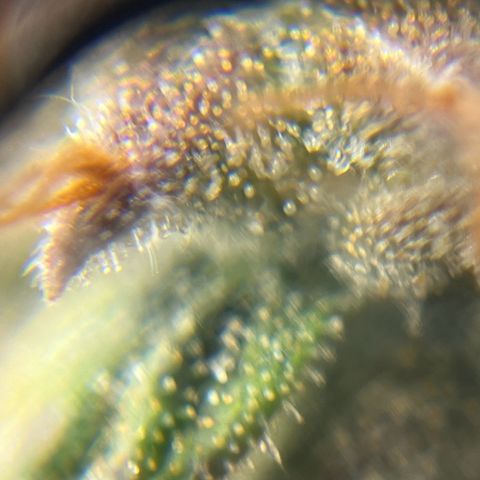 Gorilla Glue Auto growlog timeline photo