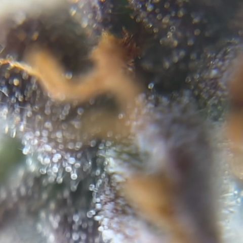Gorilla Glue Auto growlog timeline photo