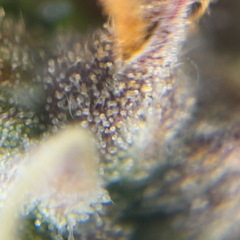 Gorilla Glue Auto growlog timeline photo