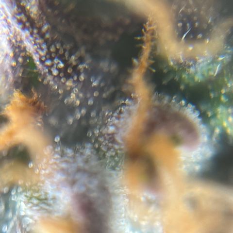 Gorilla Glue Auto growlog timeline photo