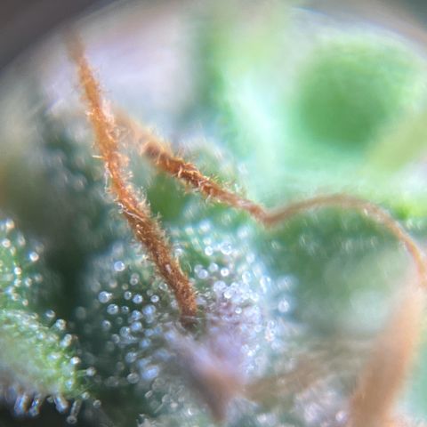 Gorilla Glue Auto growlog timeline photo