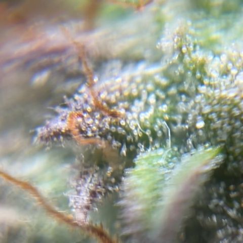 Gorilla Glue Auto growlog timeline photo