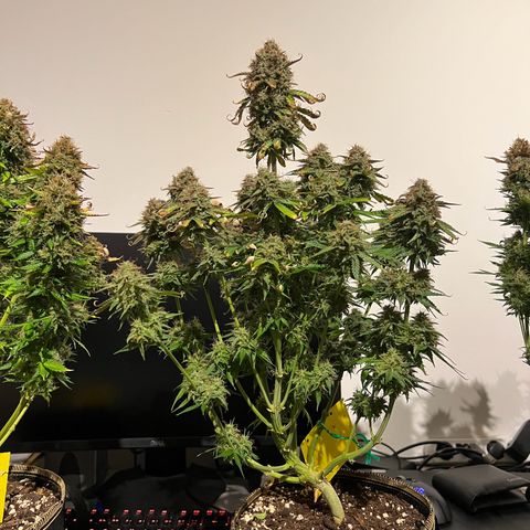 Gorilla Glue Auto growlog timeline photo