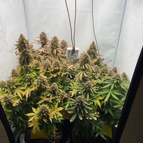 Gorilla Glue Auto growlog timeline photo