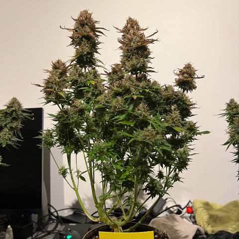 Gorilla Glue Auto growlog timeline photo