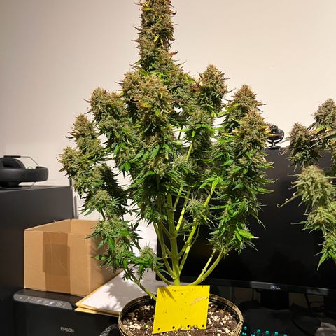Gorilla Glue Auto growlog timeline photo