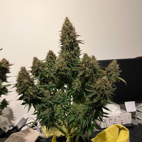 Gorilla Glue Auto growlog timeline photo