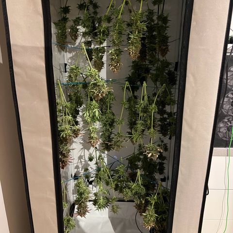 Gorilla Glue Auto growlog timeline photo