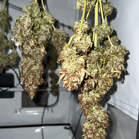 Gorilla Glue Auto growlog timeline photo