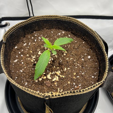 Blueberry Zkittlez Auto growlog timeline photo