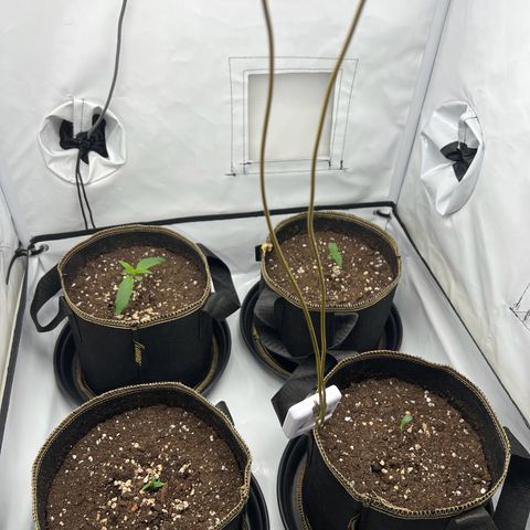 Blueberry Zkittlez Auto growlog timeline photo