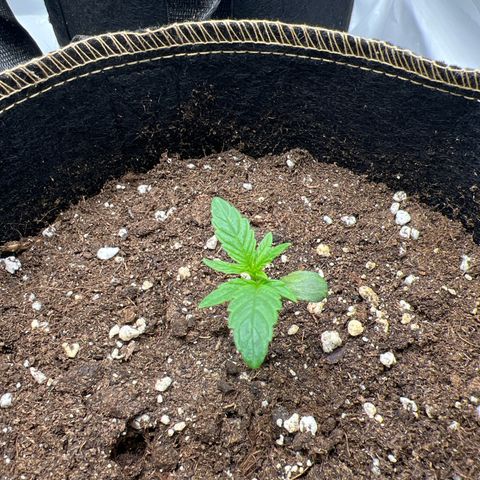 Blueberry Zkittlez Auto growlog timeline photo